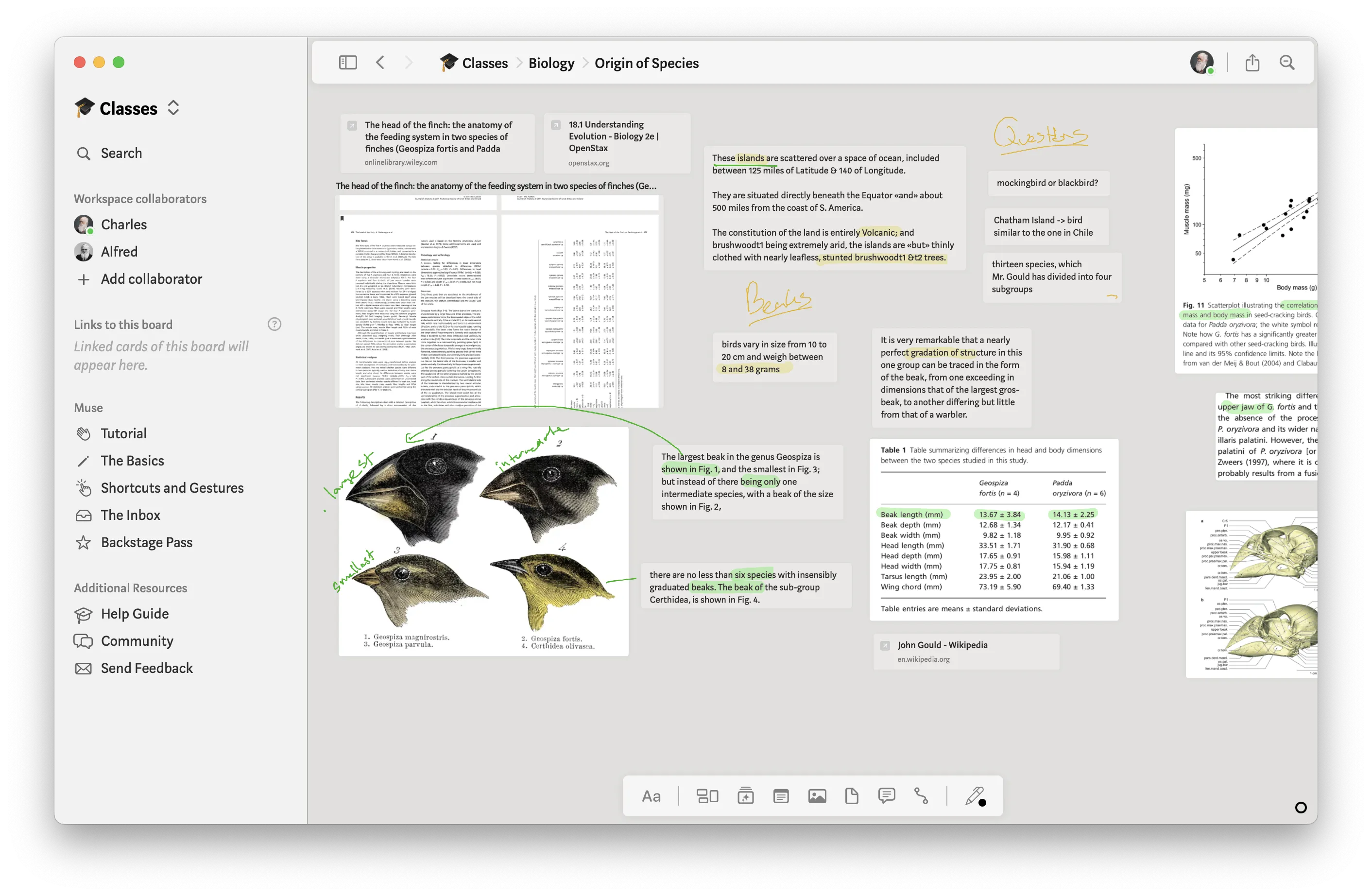 Muse application in light mode